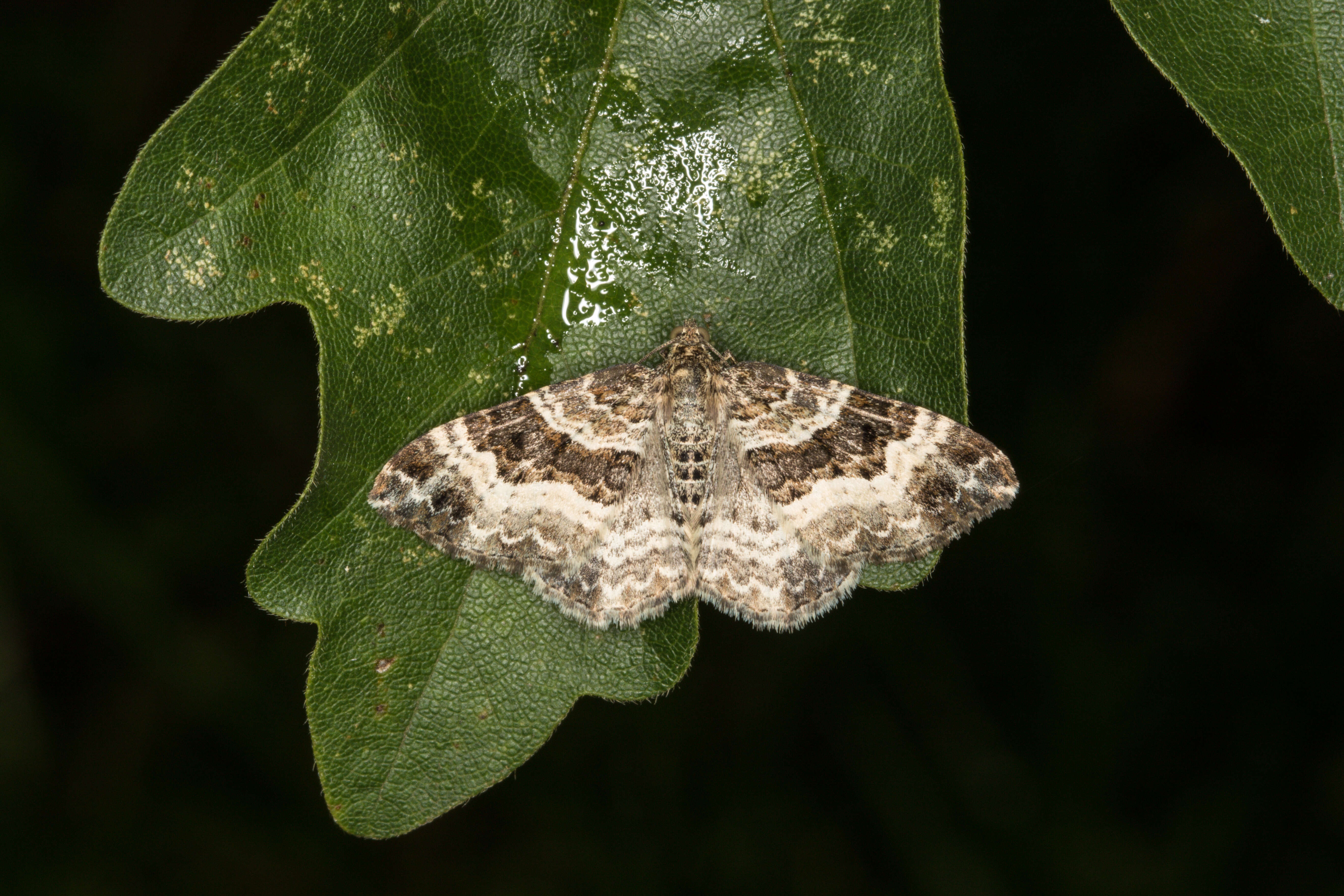 Image of common carpet