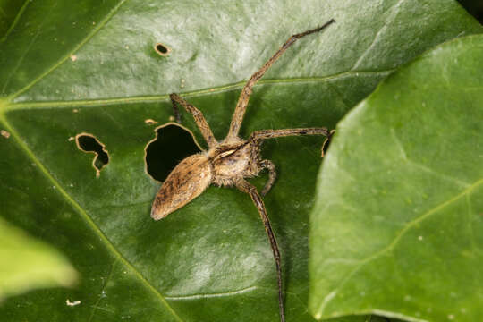 Image of Nursery-web spider