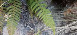 Image de Polystichum speciosissimum (A. Br. ex Kunze) Copel.