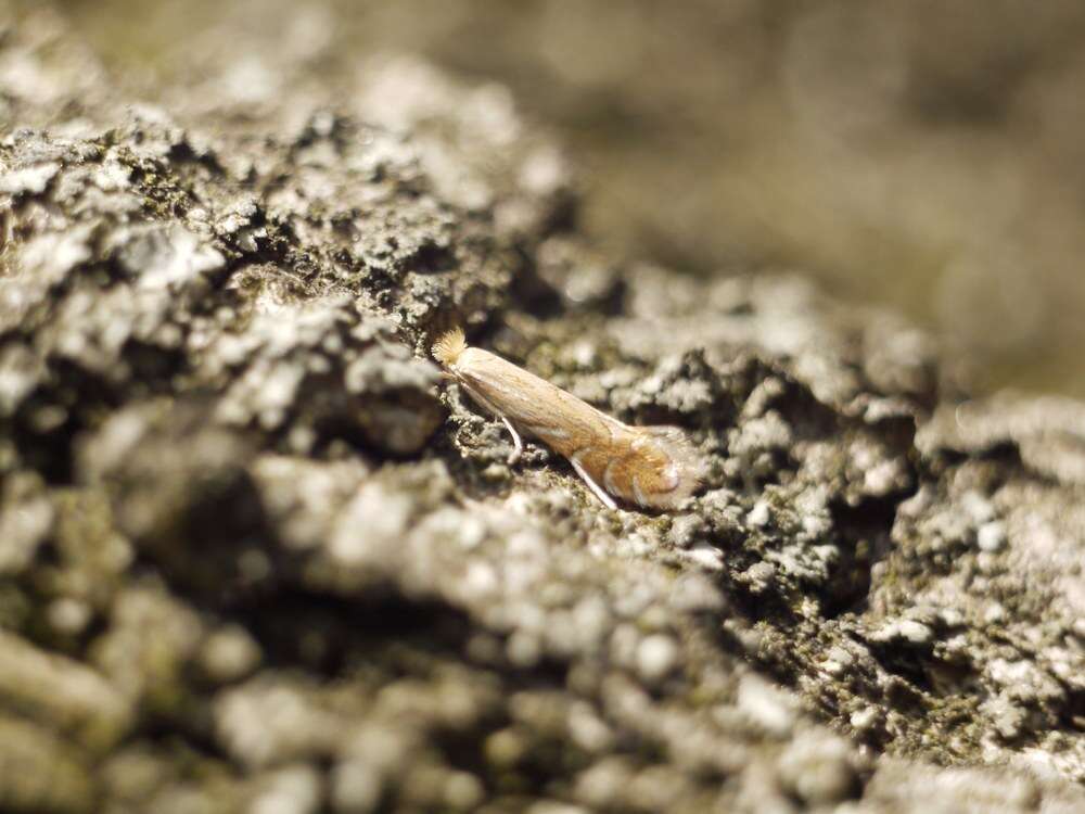 Phyllonorycter quercifoliella (Zeller 1839)的圖片