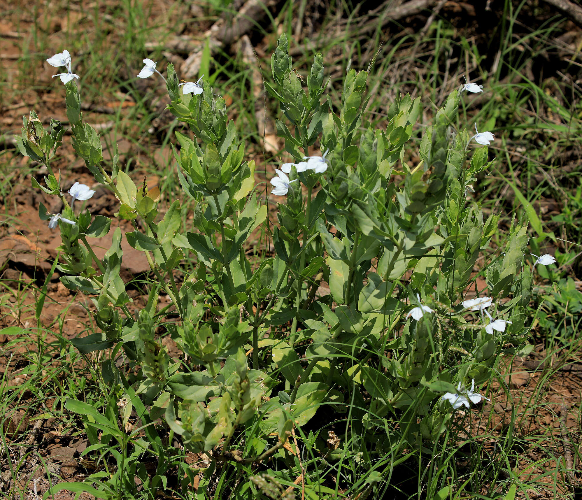 Слика од Ecbolium glabratum K. Vollesen