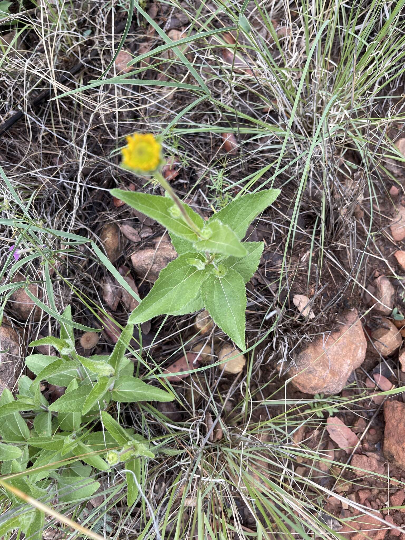 Image of San Pedro daisy