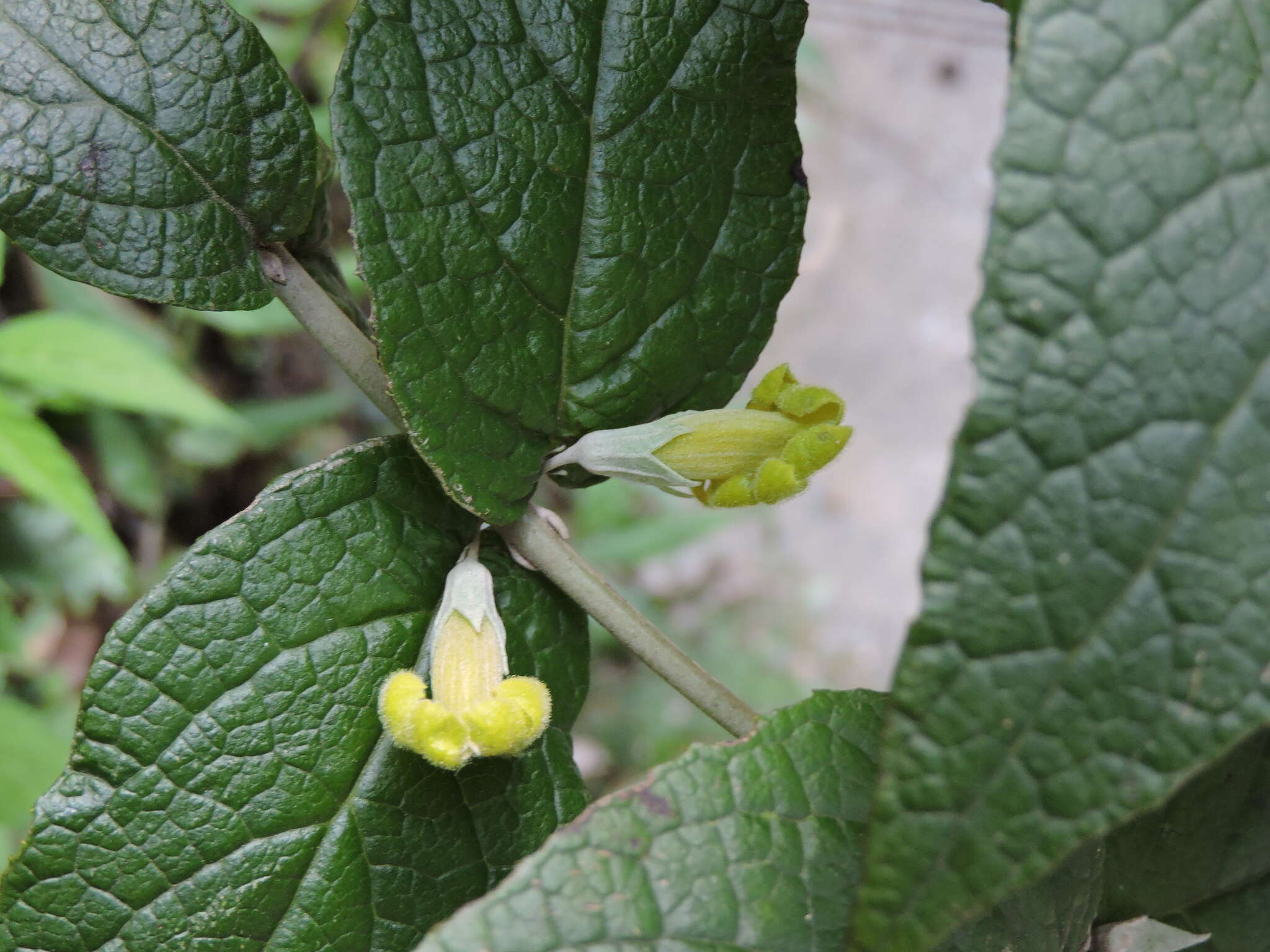 Image of Brandisia swinglei Merr.