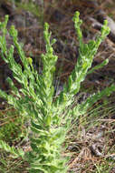 Image of pineland goldenaster