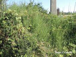 Image of Equisetum ramosissimum subsp. ramosissimum