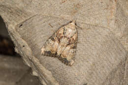 Image of Cloaked Minor
