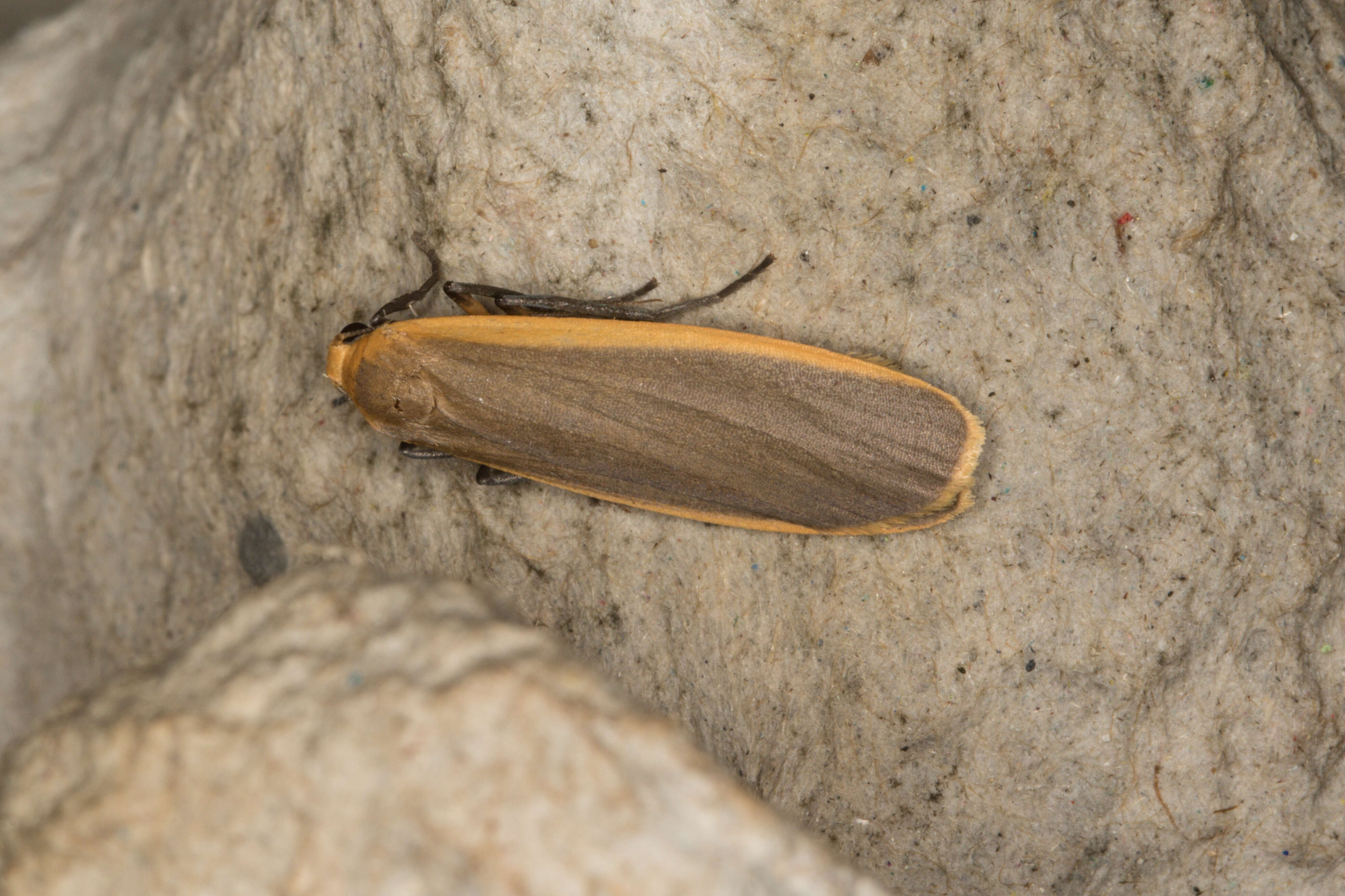 Image of common footman