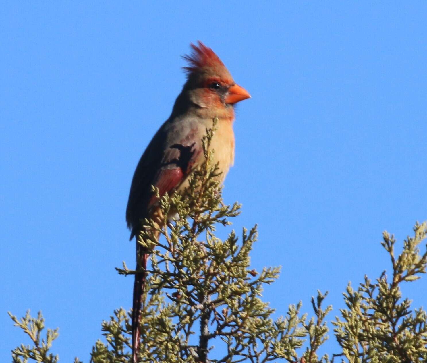 Image of Cardinalis cardinalis superbus Ridgway 1885