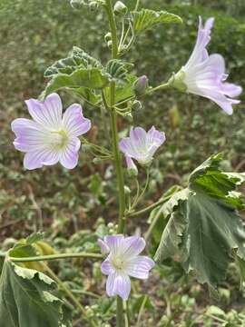 Image of Malva australiana M. F. Ray