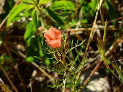 Image of Turnera sidoides subsp. pinnatifida (Juss. ex Poir.) M. M. Arbo