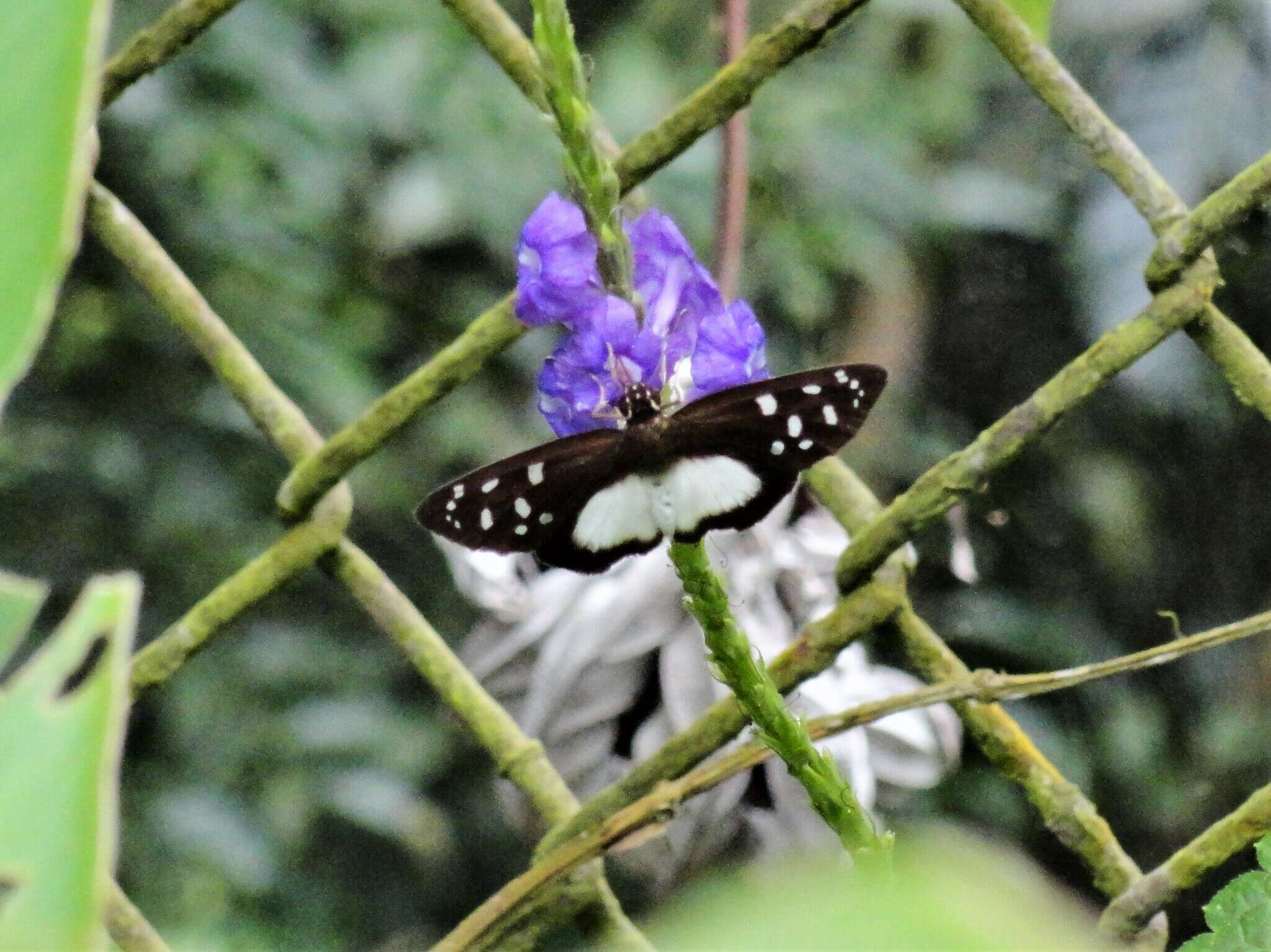 Hyalothyrus neleus Linnaeus 1758 resmi