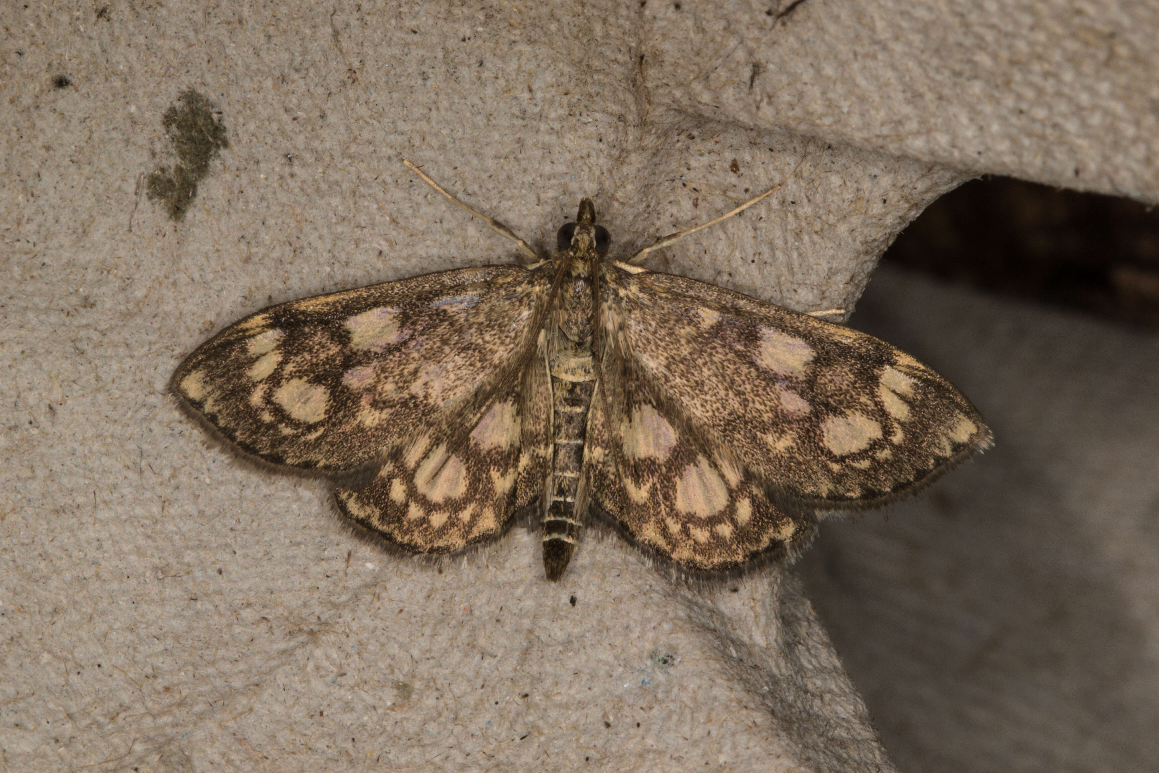 Слика од Anania coronata