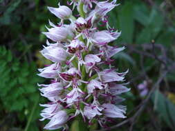 Image of Orchis simia subsp. simia