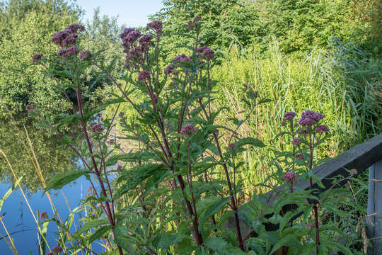 Image of hemp agrimony