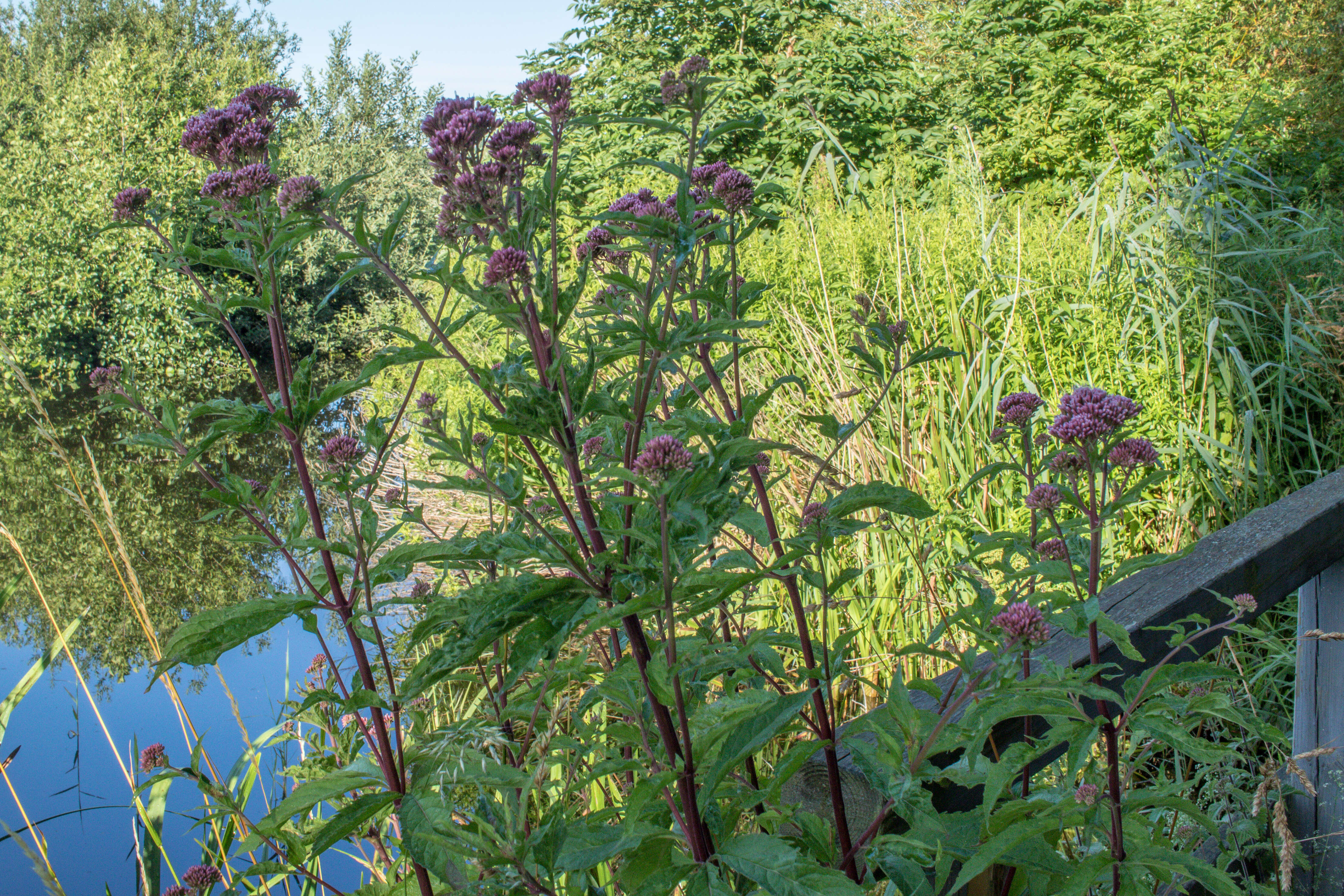 Image of hemp agrimony