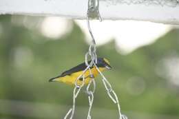 Image of Euphonia laniirostris crassirostris Sclater & PL 1857