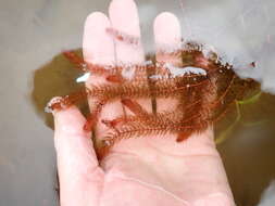 Image of Alternate Water-milfoil