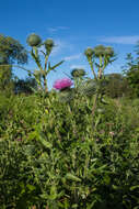 Image of Spear Thistle