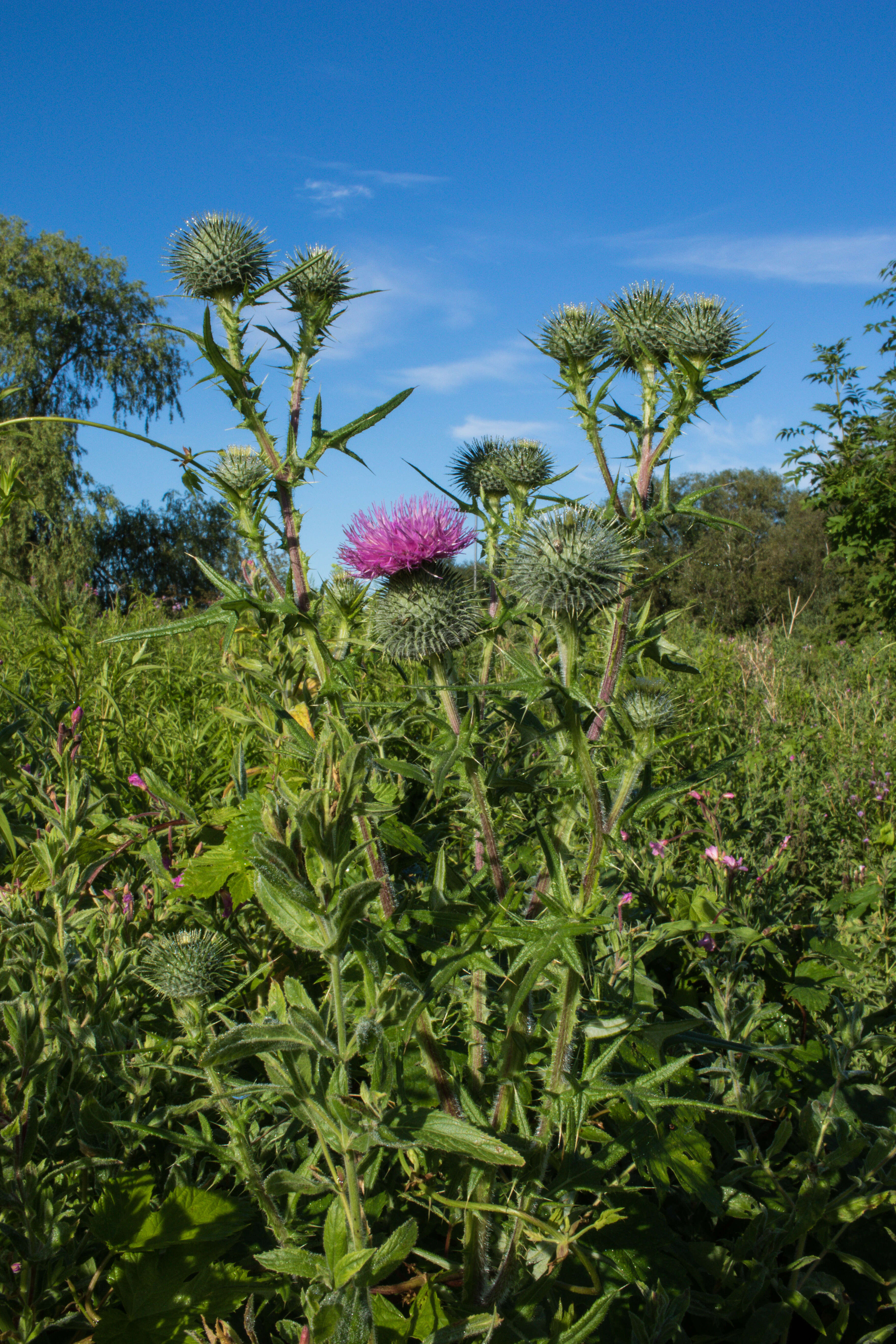 Image of Spear Thistle