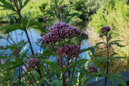 Image of hemp agrimony