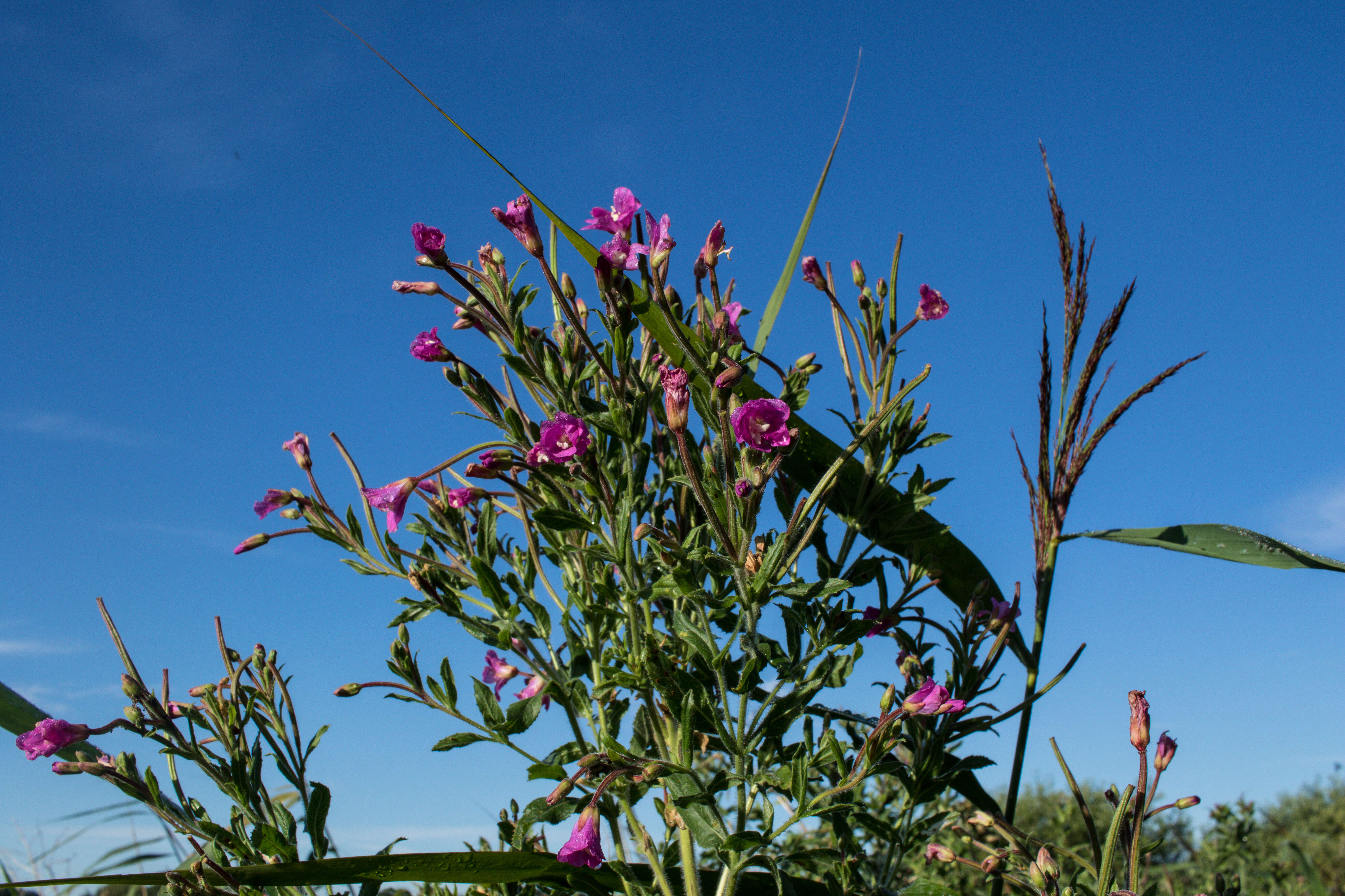 Слика од Epilobium hirsutum L.