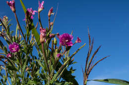 Слика од Epilobium hirsutum L.