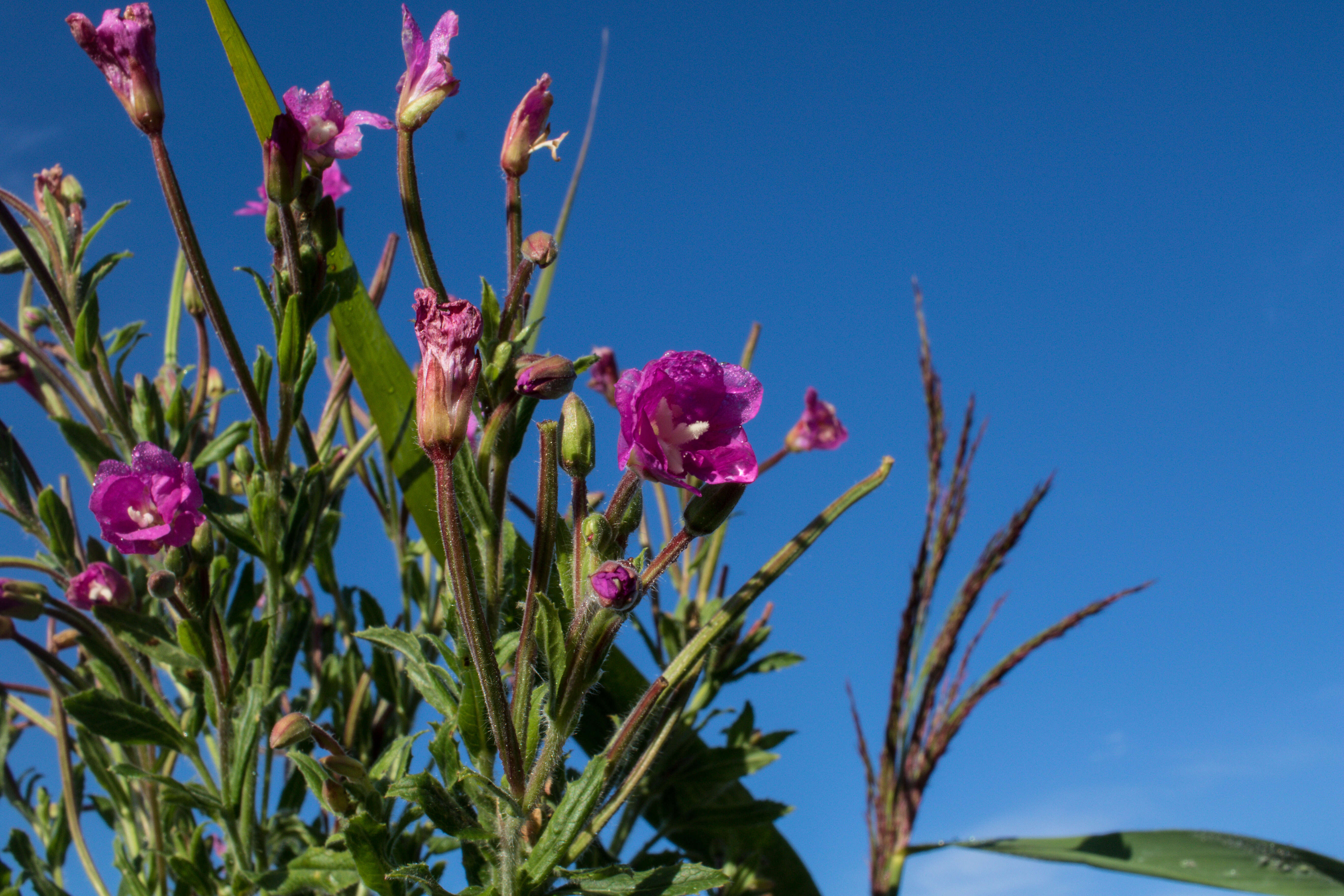 Слика од Epilobium hirsutum L.