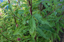 Image of hemp agrimony