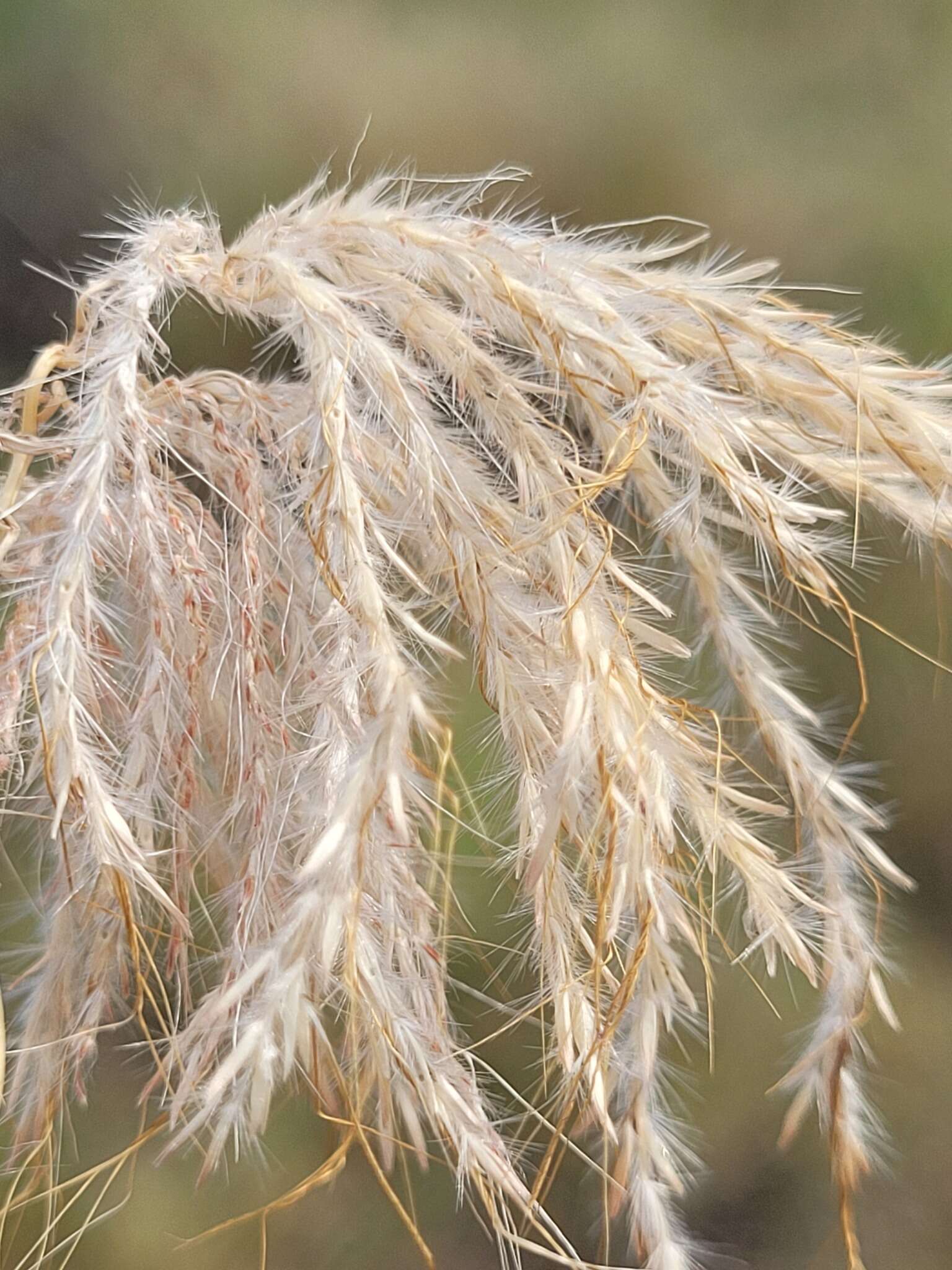 صورة Bothriochloa ewartiana (Domin) C. E. Hubb.