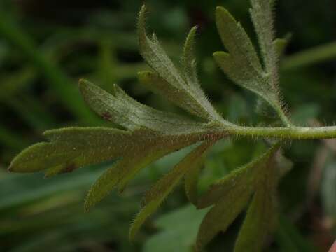 Imagem de Ranunculus plebeius R. Br. ex DC.