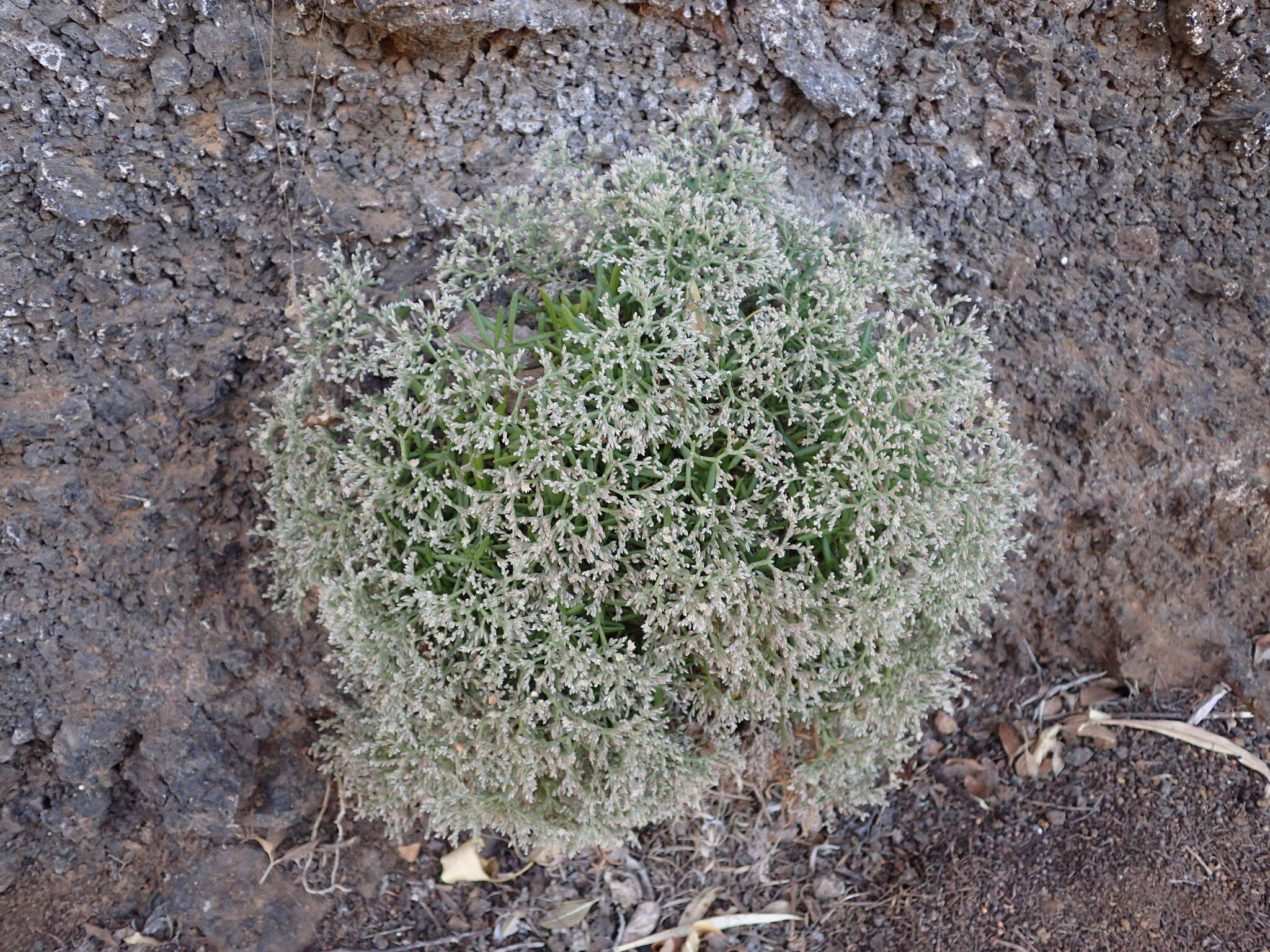 Plancia ëd Polycarpaea smithii Link