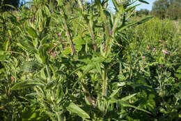 Image of Spear Thistle