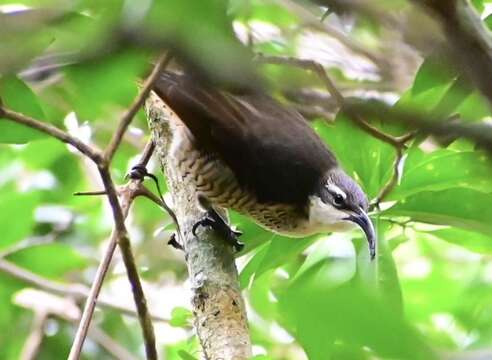 Image of Paradise Riflebird