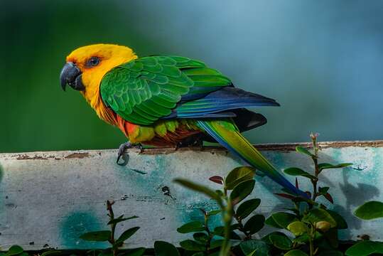 Image of Jandaya Parakeet