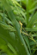 Image of red-eyed damselfly