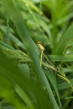 Image of red-eyed damselfly