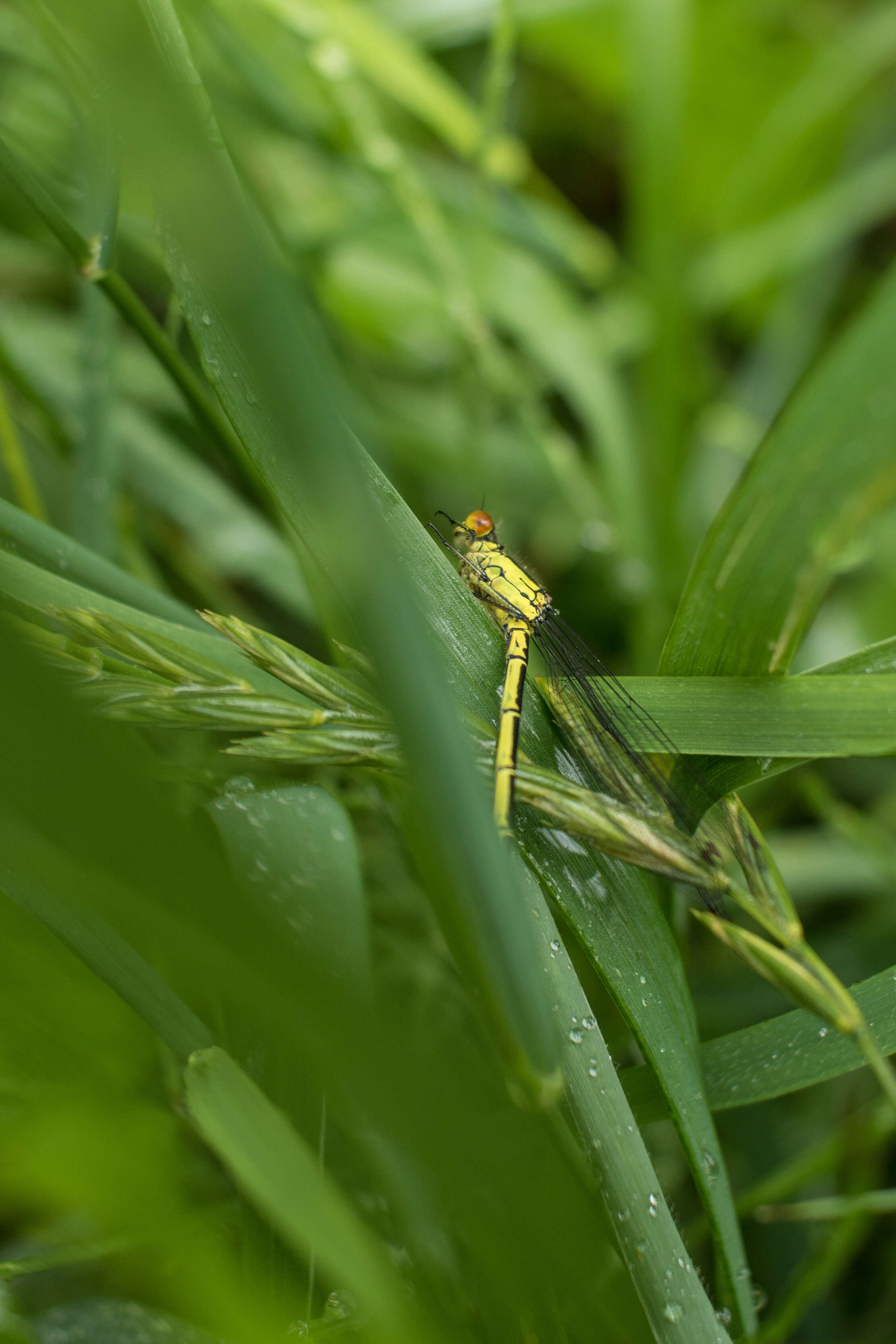 Image of red-eyed damselfly