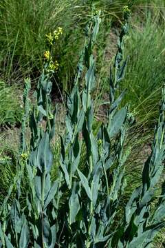 Image of Senecio humidanus C. Jeffrey