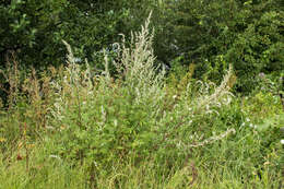 Image of common wormwood