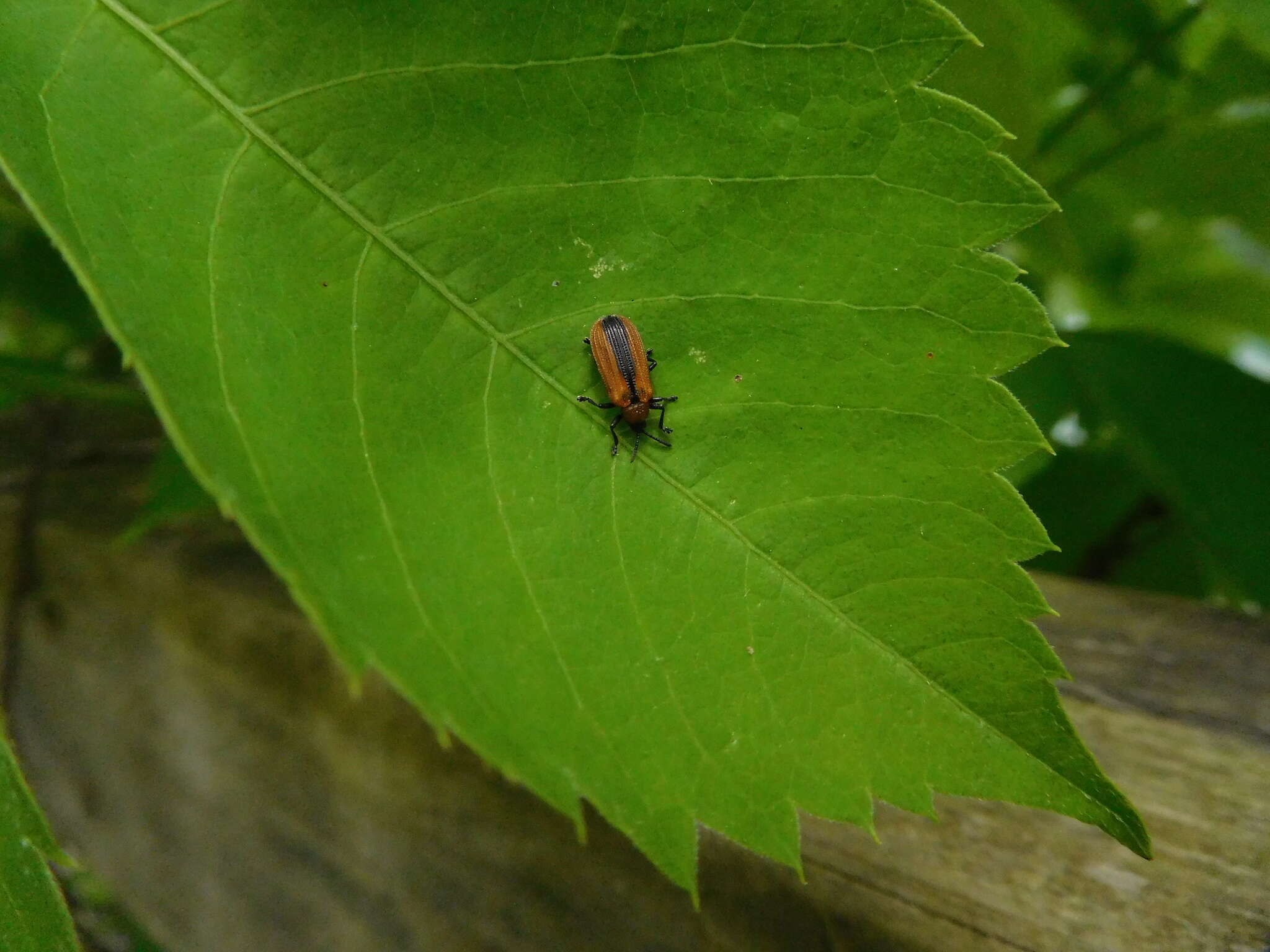 Odontota dorsalis (Thunberg 1805)的圖片