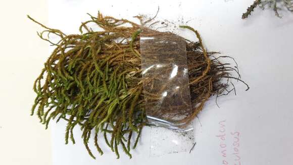 Image of rambling tail-moss