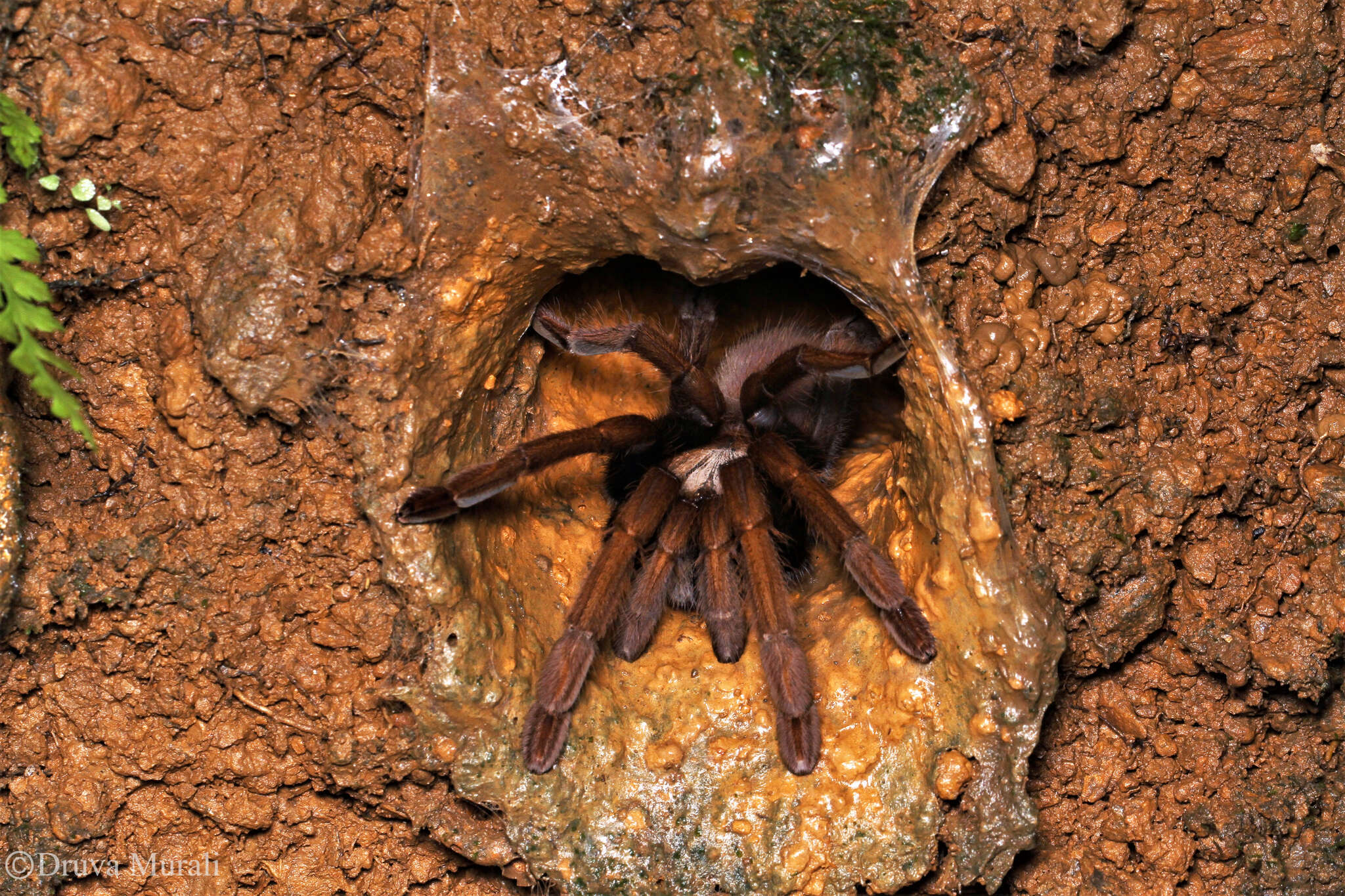 Image of Thrigmopoeus