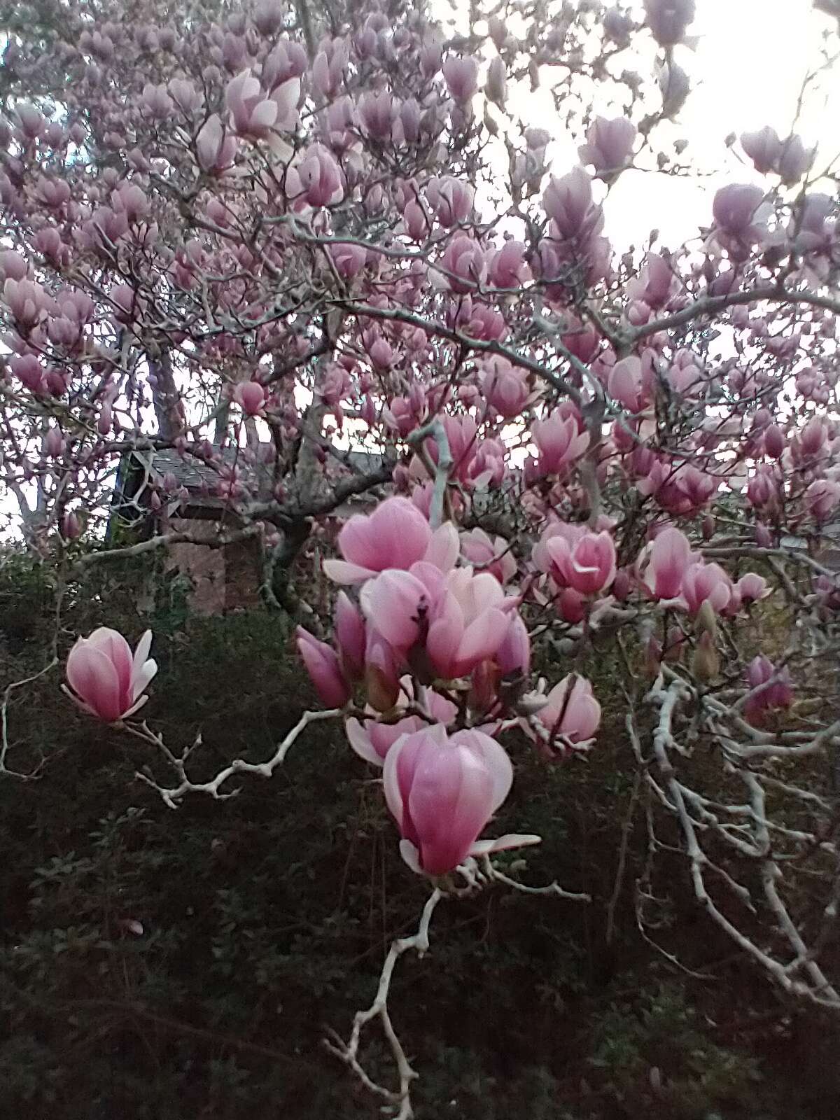 Image of Saucer magnolia