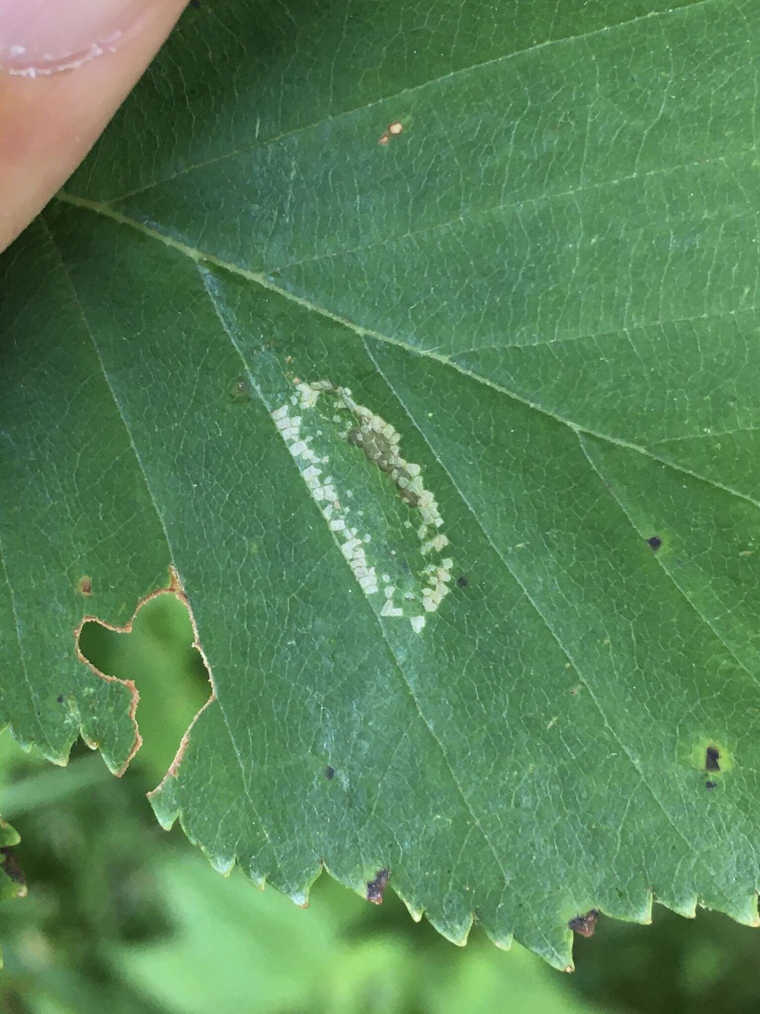 Phyllonorycter obscuricostella (Clemens 1859)的圖片