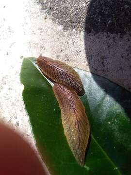 Image of Leaf-veined slug