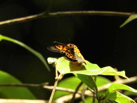 Odina decoratus Hewitson 1867 resmi