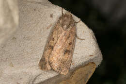 Image of The Mottled Rustic, Brungult Lövfly