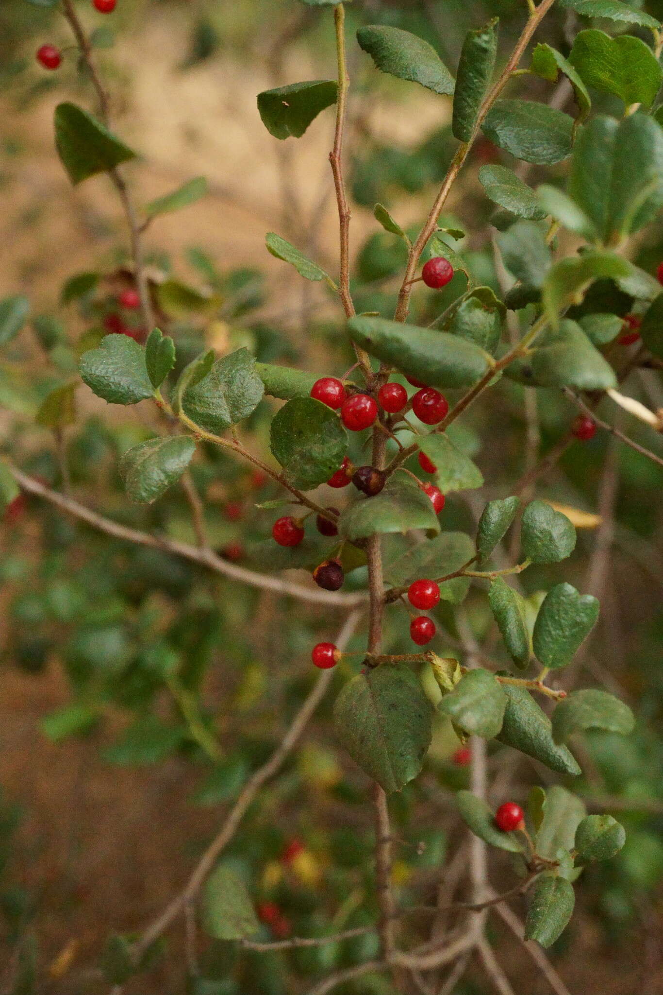 Image of hollyleaf buckthorn