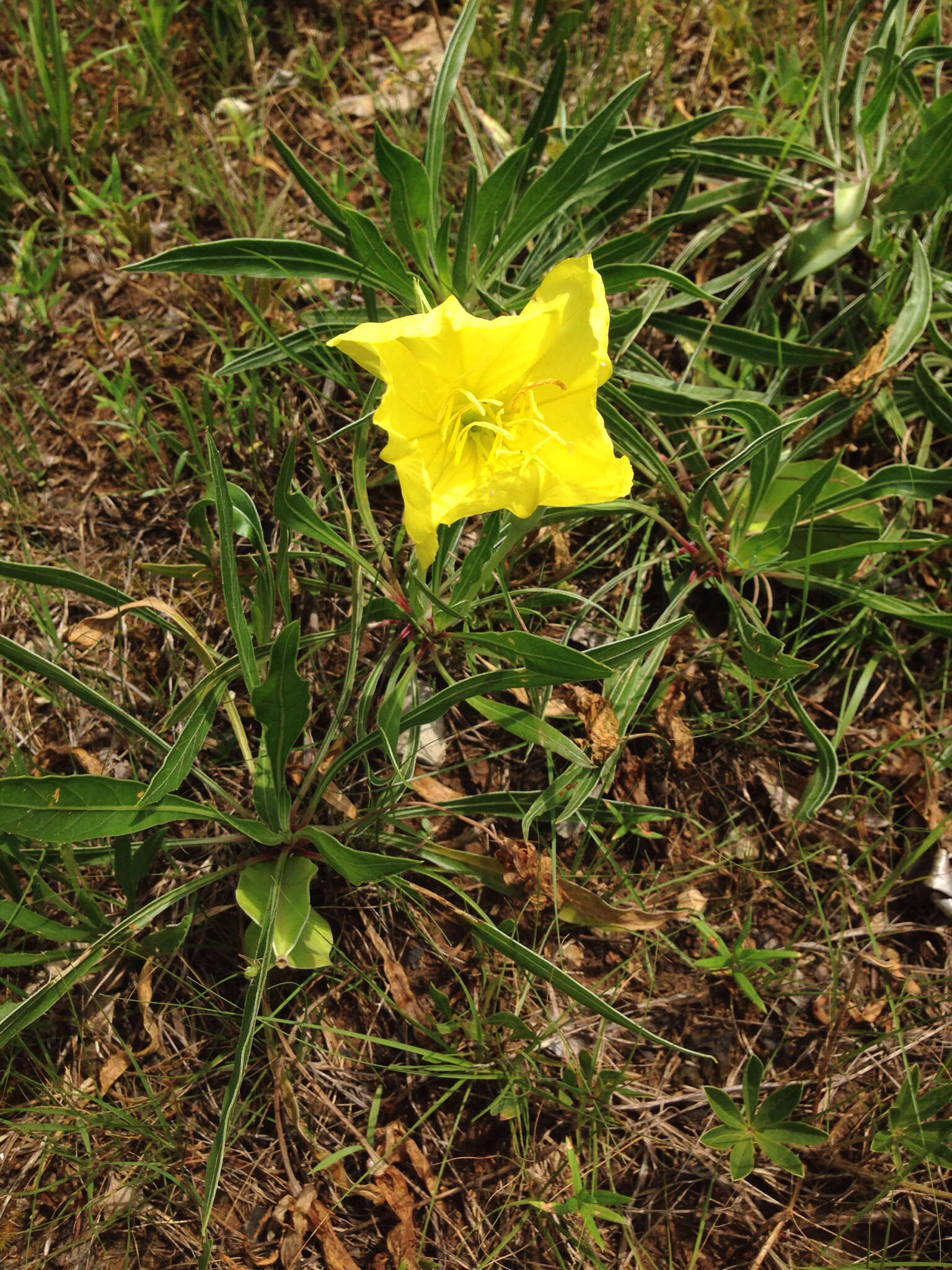 Oenothera macrocarpa Nutt. resmi