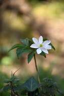 صورة Anemone trifolia subsp. albida (Mariz) Ulbr.